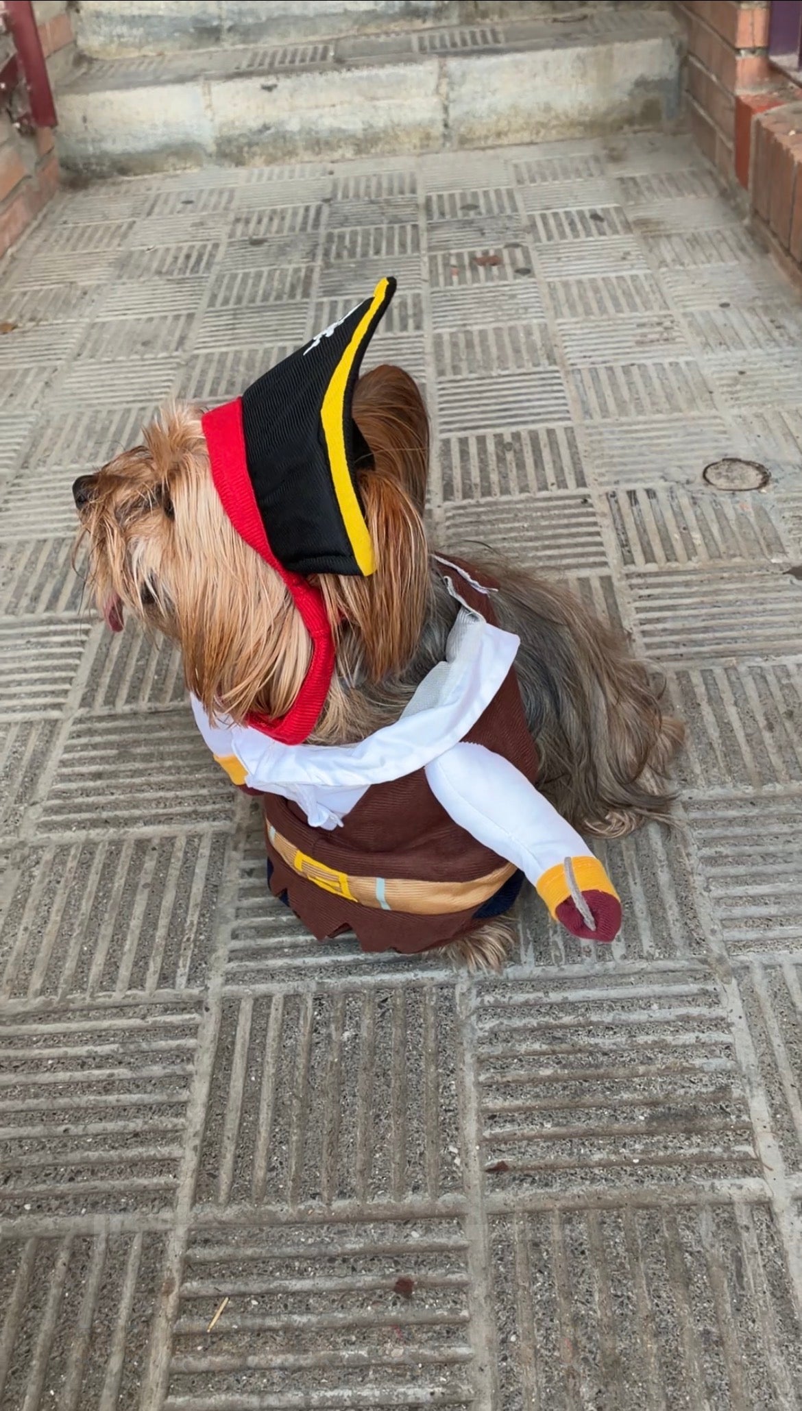Disfraz de Pirata para Mascotas