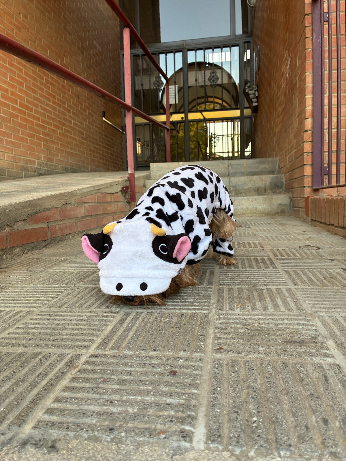 Disfraz de Vaquita para Mascotas