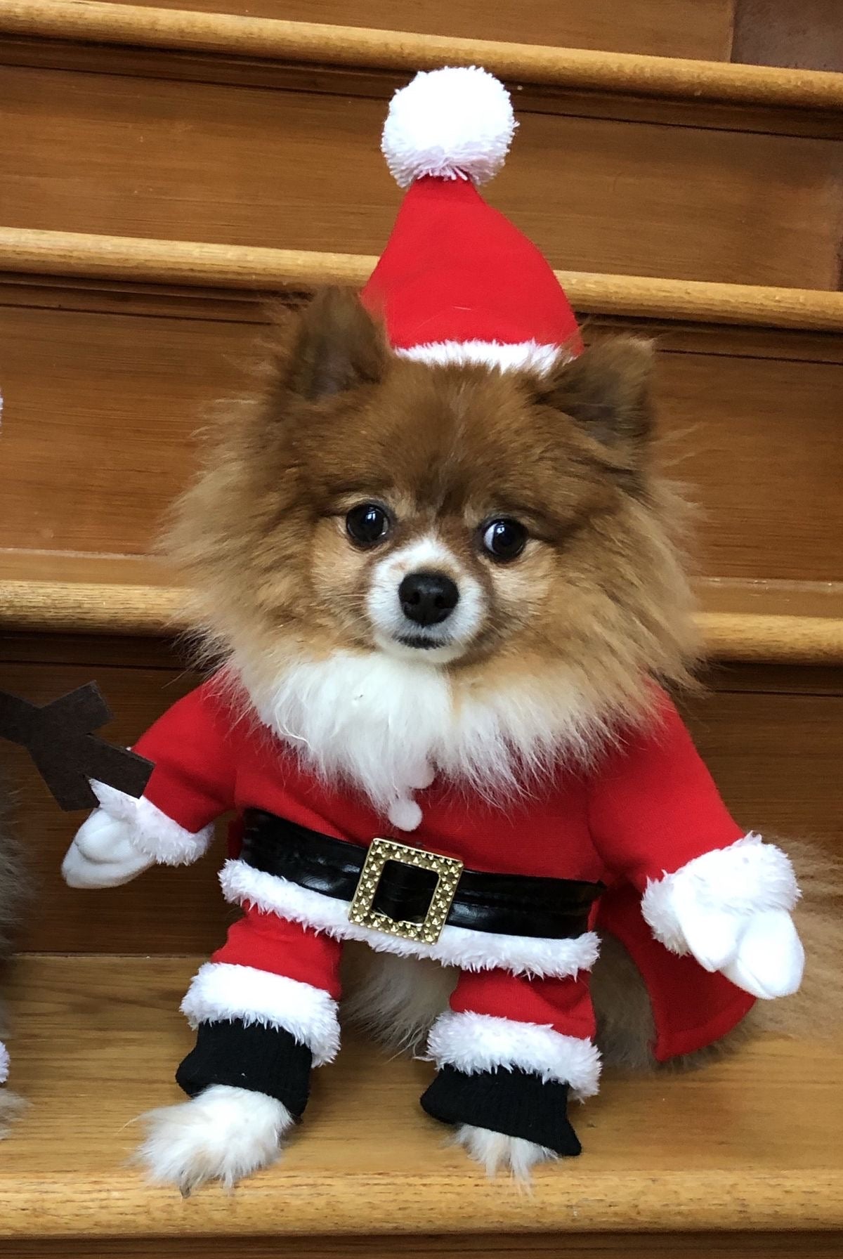 Disfraz de Papá Noel para Mascotas