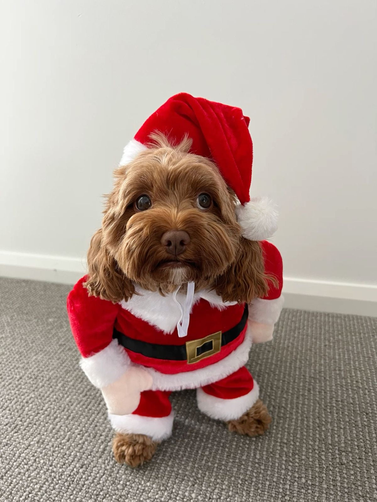 Disfraz de Papá Noel para Mascotas